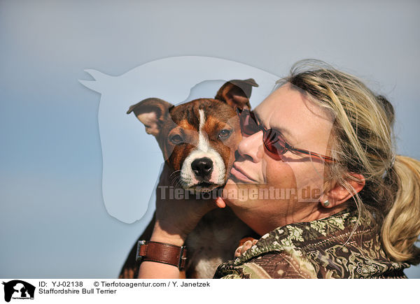 Staffordshire Bull Terrier / Staffordshire Bull Terrier / YJ-02138