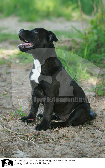 junger Staffordshire Bullterrier / young Staffordshire Bullterrier / PM-05145