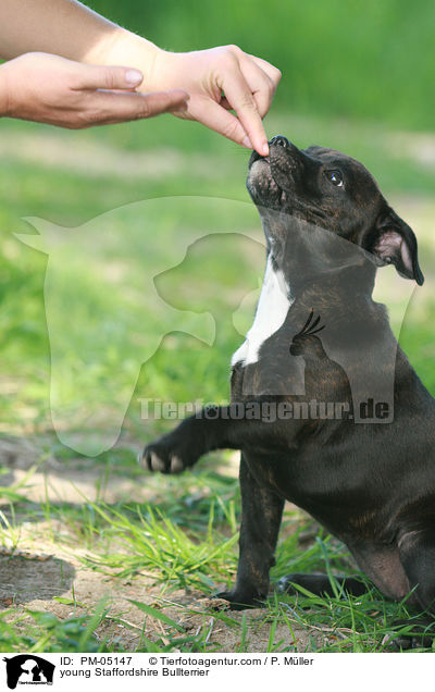 junger Staffordshire Bullterrier / young Staffordshire Bullterrier / PM-05147