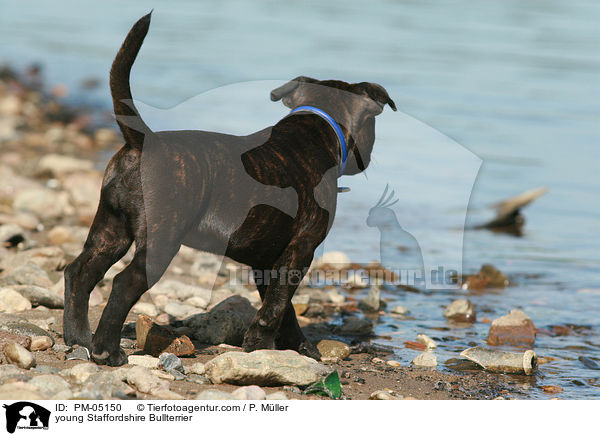 junger Staffordshire Bullterrier / young Staffordshire Bullterrier / PM-05150