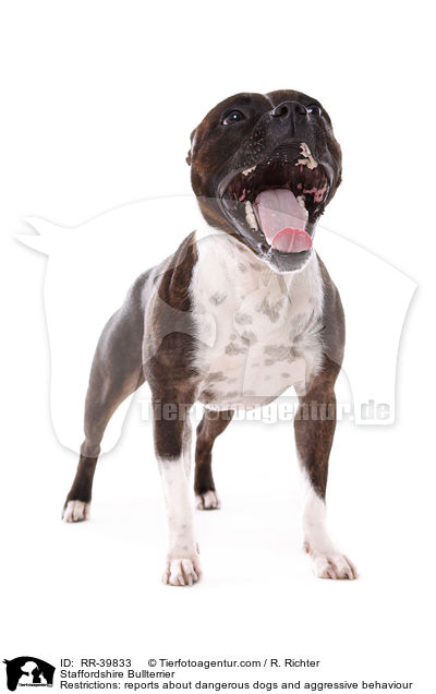 Staffordshire Bullterrier / RR-39833