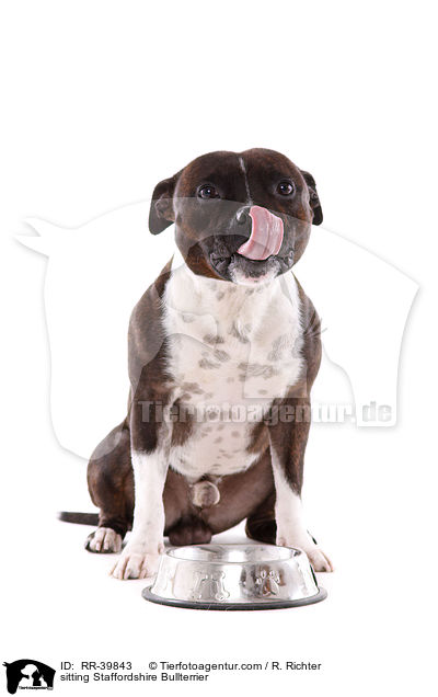 sitzender Staffordshire Bullterrier / sitting Staffordshire Bullterrier / RR-39843