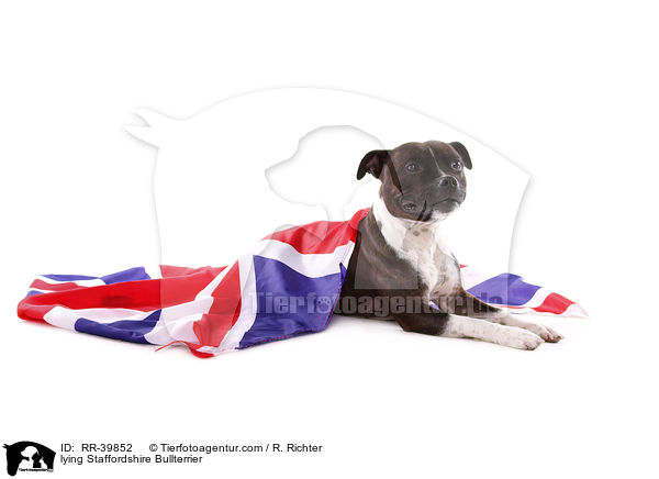 liegender Staffordshire Bullterrier / lying Staffordshire Bullterrier / RR-39852