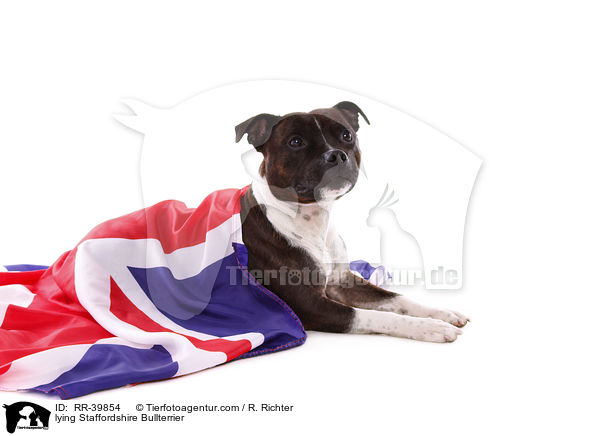 liegender Staffordshire Bullterrier / lying Staffordshire Bullterrier / RR-39854