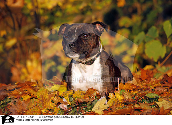liegender Staffordshire Bullterrier / lying Staffordshire Bullterrier / RR-40531