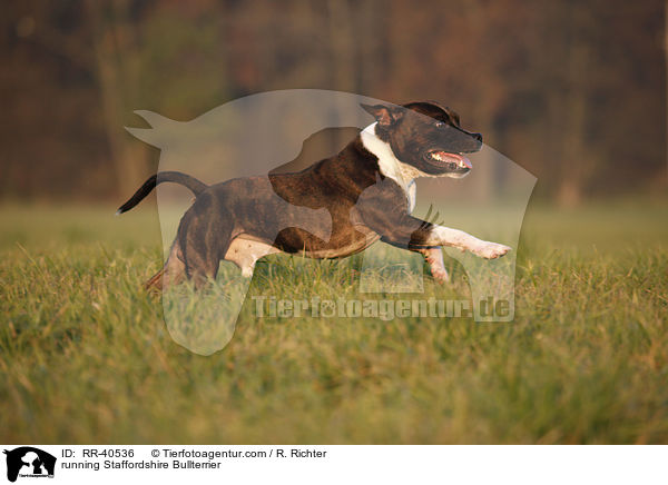 running Staffordshire Bullterrier / RR-40536