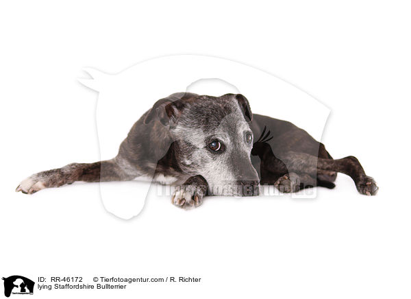 liegender Staffordshire Bullterrier / lying Staffordshire Bullterrier / RR-46172