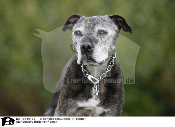 Staffordshire Bullterrier Portrait / Staffordshire Bullterrier Portrait / RR-46183