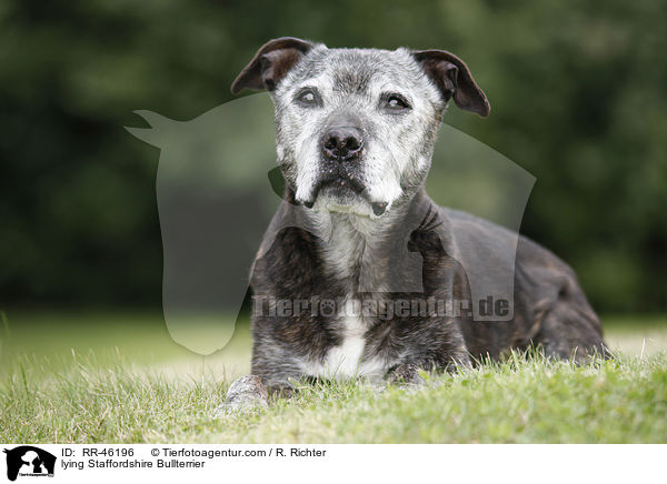 liegender Staffordshire Bullterrier / lying Staffordshire Bullterrier / RR-46196