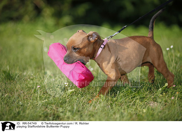 spielender Staffordshire Bullterrier Welpe / playing Staffordshire Bullterrier Puppy / RR-54749