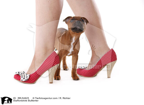 Staffordshire Bullterrier / RR-54825