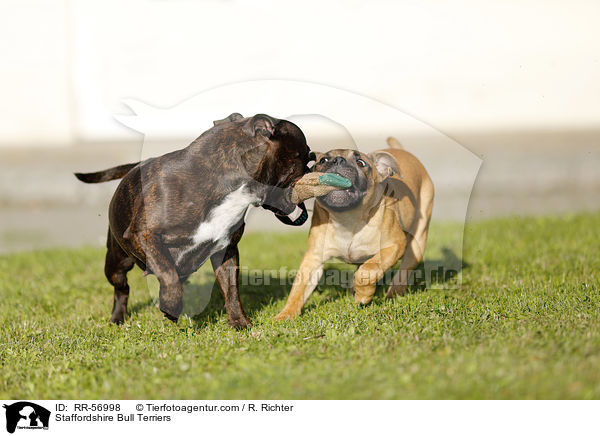 Staffordshire Bull Terriers / RR-56998