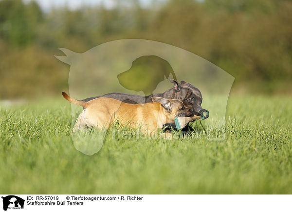 Staffordshire Bull Terriers / RR-57019