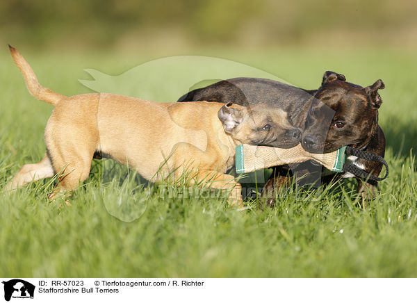 Staffordshire Bull Terriers / RR-57023