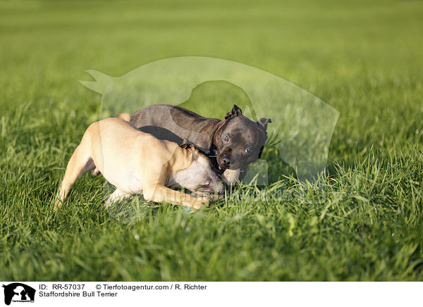 Staffordshire Bull Terrier / RR-57037