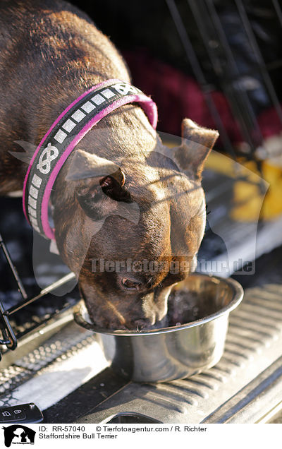 Staffordshire Bullterrier / Staffordshire Bull Terrier / RR-57040