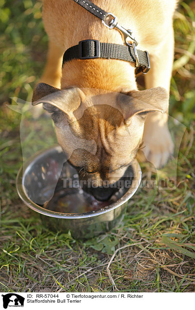 Staffordshire Bullterrier / Staffordshire Bull Terrier / RR-57044