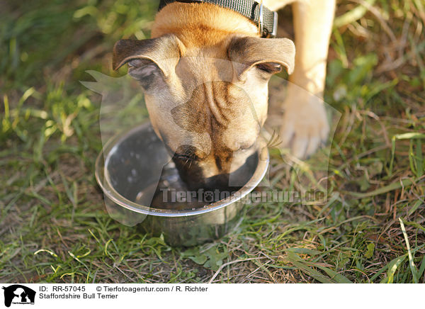 Staffordshire Bullterrier / Staffordshire Bull Terrier / RR-57045