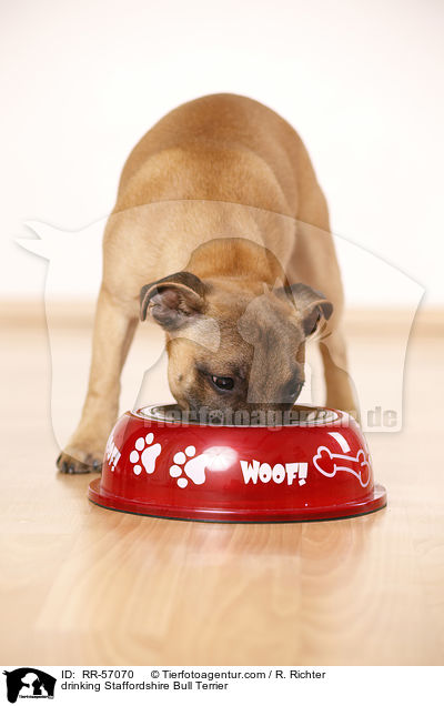 trinkender Staffordshire Bullterrier / drinking Staffordshire Bull Terrier / RR-57070