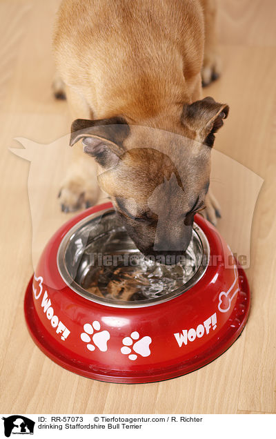 trinkender Staffordshire Bullterrier / drinking Staffordshire Bull Terrier / RR-57073