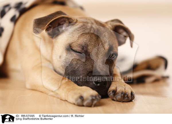 liegender Staffordshire Bullterrier / lying Staffordshire Bullterrier / RR-57095