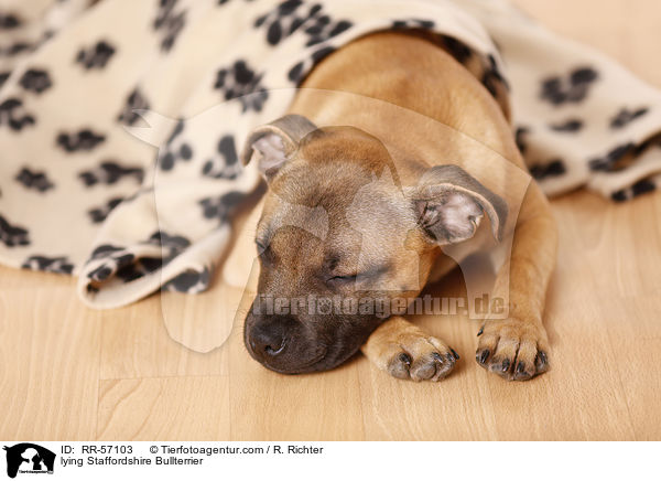 liegender Staffordshire Bullterrier / lying Staffordshire Bullterrier / RR-57103