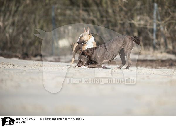 2 dogs / AP-13072