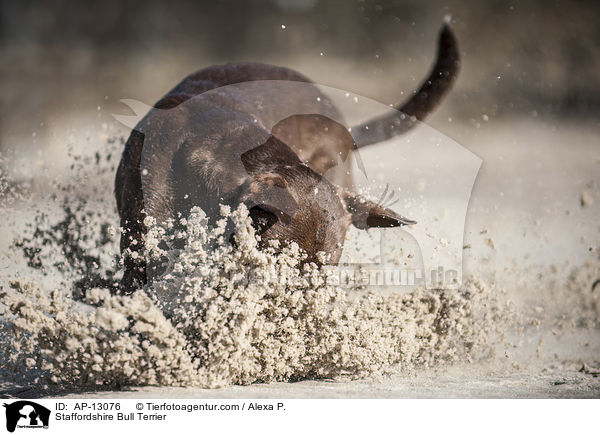 Staffordshire Bullterrier / Staffordshire Bull Terrier / AP-13076