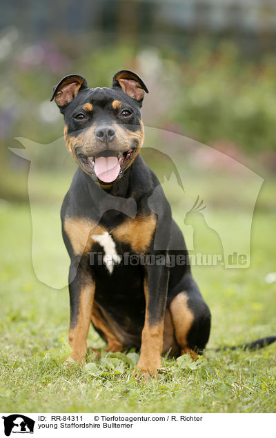 junger Staffordshire Bullterrier / young Staffordshire Bullterrier / RR-84311