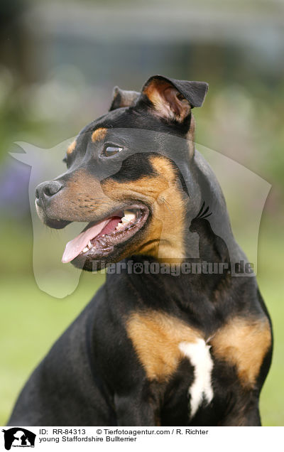 junger Staffordshire Bullterrier / young Staffordshire Bullterrier / RR-84313