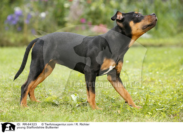 junger Staffordshire Bullterrier / young Staffordshire Bullterrier / RR-84323