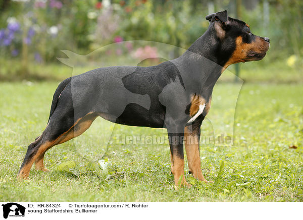 junger Staffordshire Bullterrier / young Staffordshire Bullterrier / RR-84324