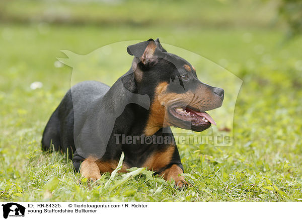 junger Staffordshire Bullterrier / young Staffordshire Bullterrier / RR-84325