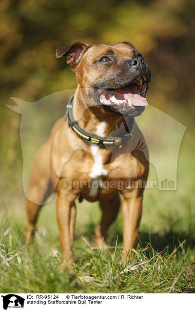 stehender Staffordshire Bullterrier / standing Staffordshire Bull Terrier / RR-95124