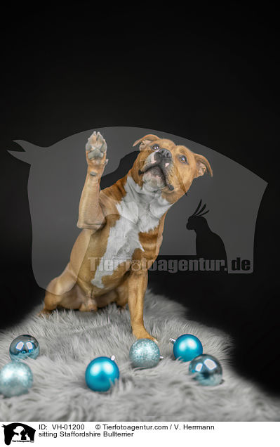 sitzender Staffordshire Bullterrier / sitting Staffordshire Bullterrier / VH-01200