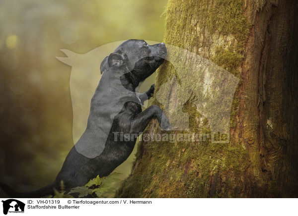 Staffordshire Bullterrier / Staffordshire Bullterrier / VH-01319