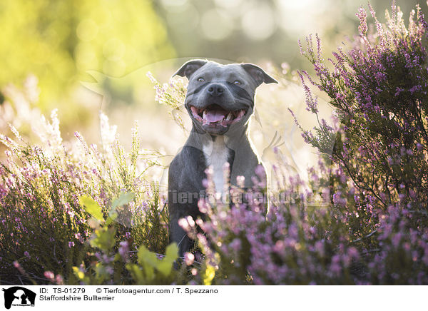 Staffordshire Bullterrier / Staffordshire Bullterrier / TS-01279