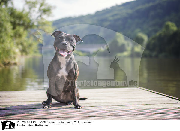 Staffordshire Bullterrier / Staffordshire Bullterrier / TS-01282