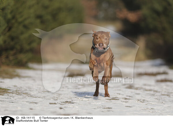 Staffordshire Bullterrier / Staffordshire Bull Terrier / KB-14115