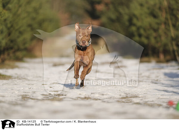 Staffordshire Bullterrier / Staffordshire Bull Terrier / KB-14125