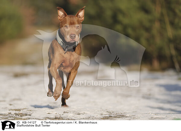 Staffordshire Bullterrier / Staffordshire Bull Terrier / KB-14127
