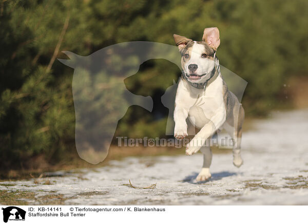 Staffordshire Bullterrier / Staffordshire Bull Terrier / KB-14141