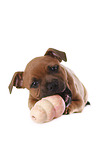 playing Staffordshire Bullterrier Puppy