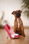 sitting Staffordshire Bullterrier puppy