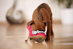 Staffordshire Bullterrier Puppy