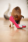 Staffordshire Bullterrier Puppy