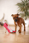 Staffordshire Bullterrier Puppy