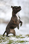 Staffordshire Bullterrier shows trick