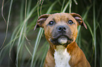 Staffordshire Bull Terrier Portrait