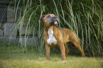 young Staffordshire Bull Terrier